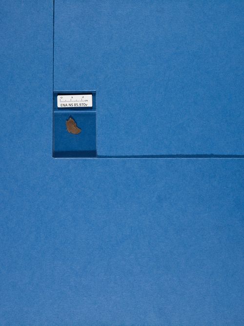 verso