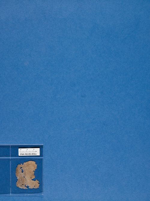 verso verso